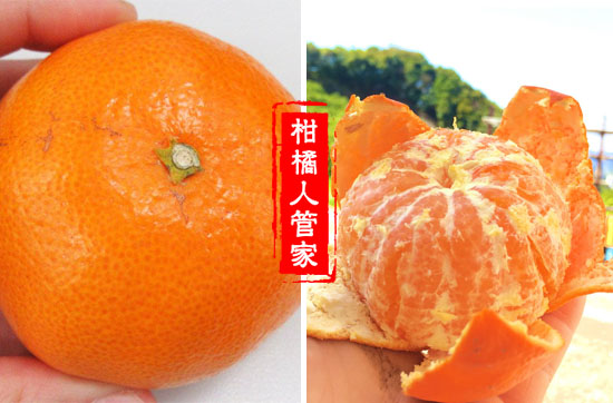 兴津58柑橘市场前景