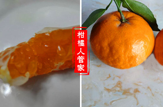 兴津60号柑橘苗