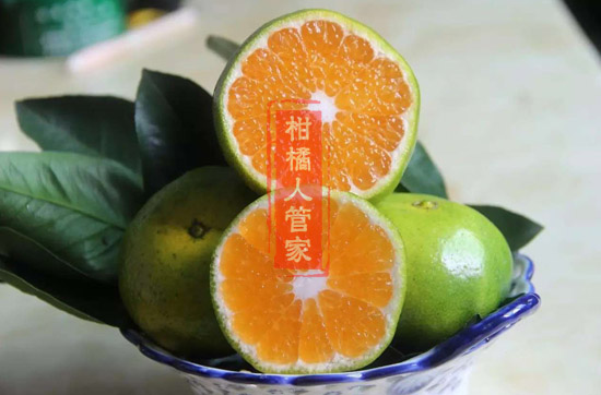 柑橘早熟品种新津