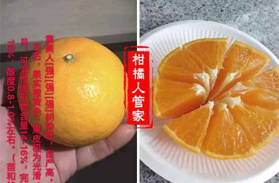 黄美人柑橘几月成熟