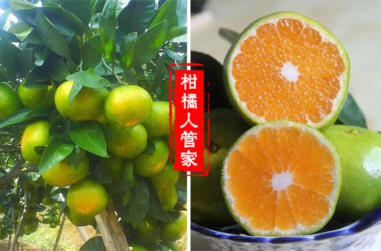 7月熟的柑橘品种