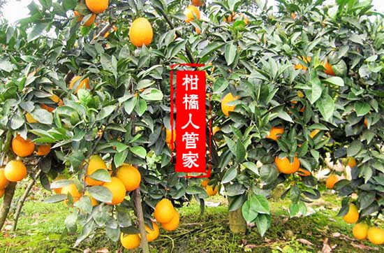 中国脐橙研究所新品种