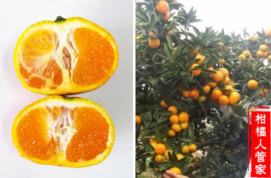 由良柑橘结果状