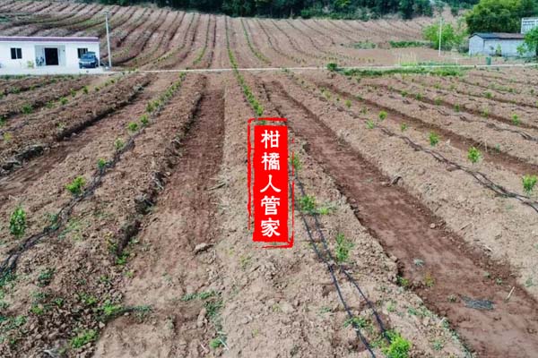 由良柑橘种植行株距