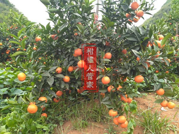 目前世纪红柑橘栽培管理方法难吗
