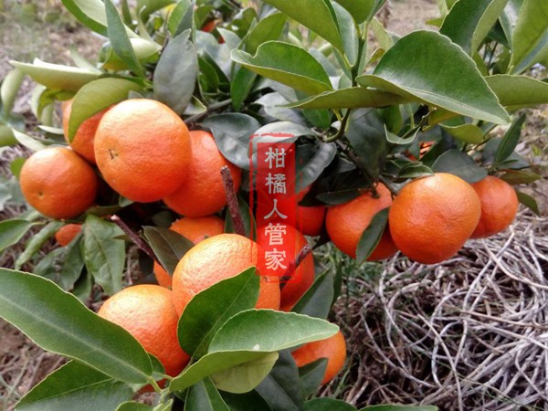 东方红柑橘种植管理技术要点是