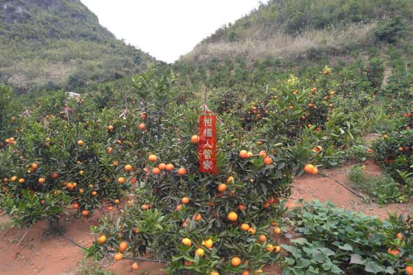 世纪红柑橘种植技术