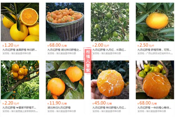 九月红脐橙多少钱一斤