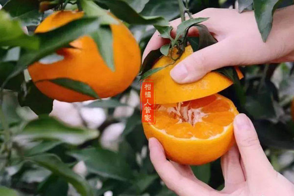 春见柑橘耙耙柑每亩产量多少公斤