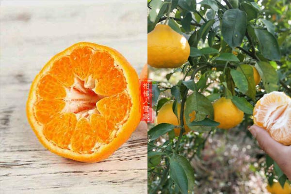 春见柑橘多少钱一斤