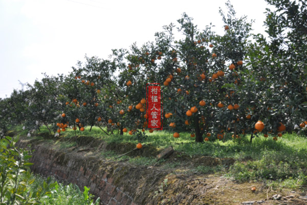 浙江地区耙耙柑种植可以吗