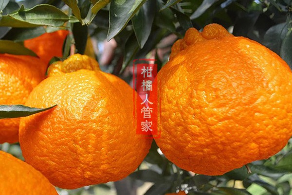 四川丑橘产地哪里的好