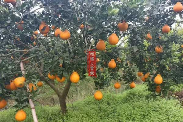 哪些省份可以种植丑橘