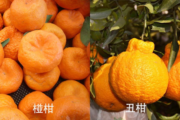 丑橘和椪柑的区别大吗
