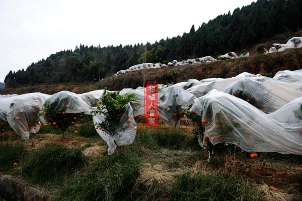 耙耙柑种植面积