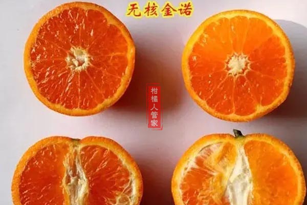 无核金诺柑橘简介