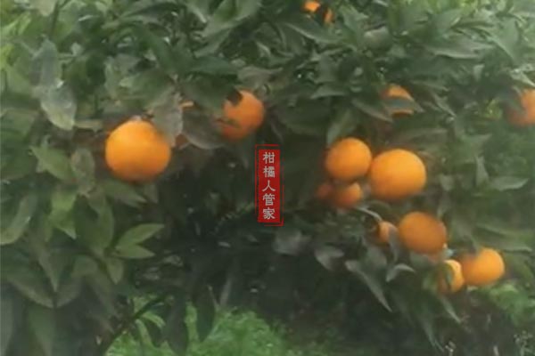无核金诺柑橘产量