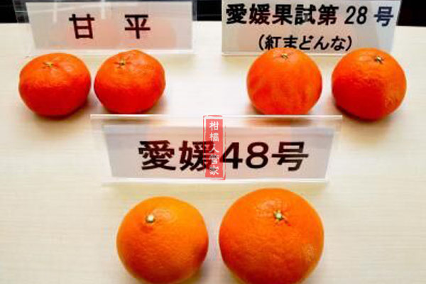 爱媛48号柑橘枝条