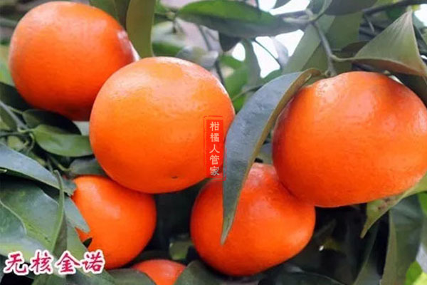 无核金诺和无核沃柑区别