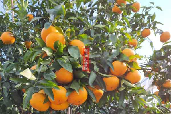 濑户见柑橘多少钱一斤