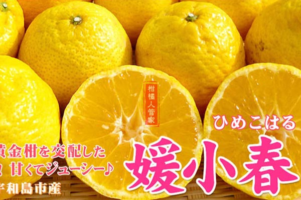 爱来水柑橘多少钱1斤