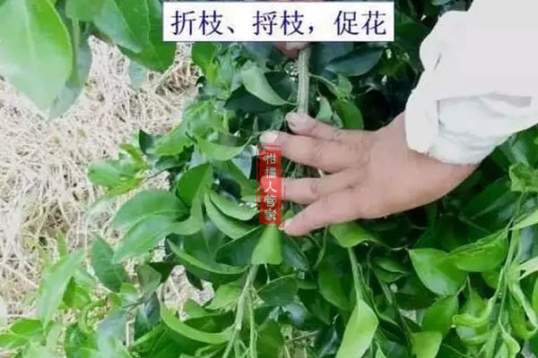 媛小春柑橘如何促花芽分化