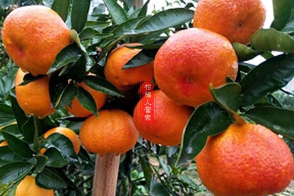红韵香柑的特性及产量