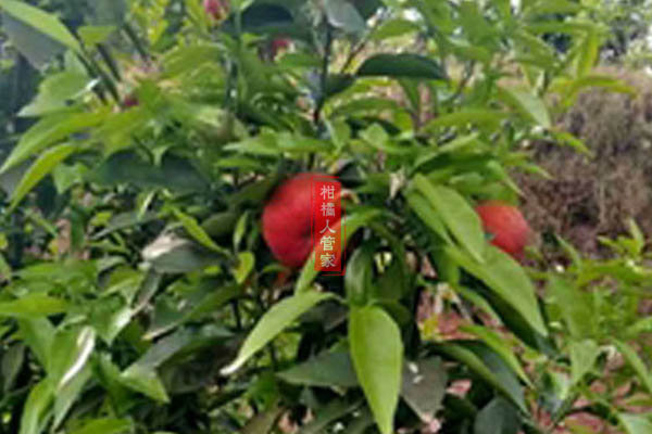 广西能种红韵香柑吗
