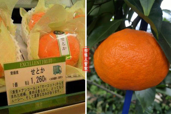 濑户香柑橘价格