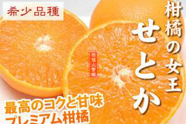 濑户香柑橘前景