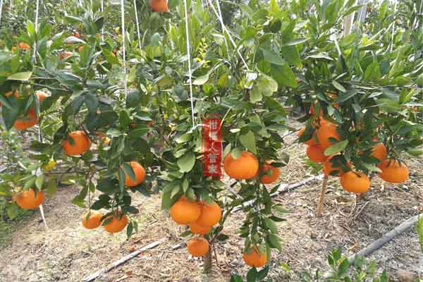 濑户香柑橘种植技术