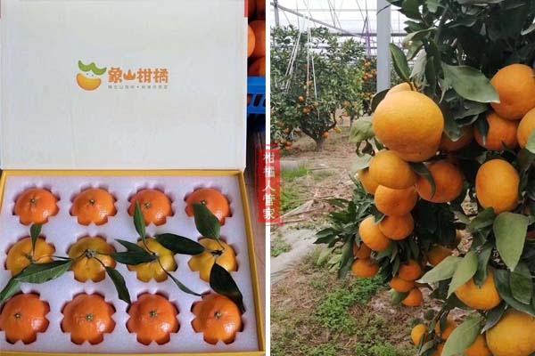 柑橘新品种晴姬价格