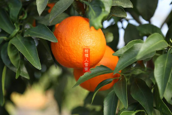 湘南红1号杂交柑橘