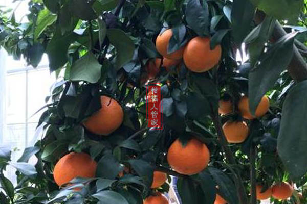 湘南红柑橘对气候有什么要求