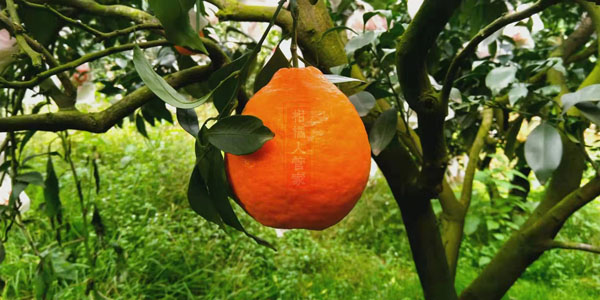 四川适合丑美人柑橘种植吗