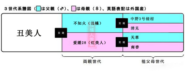 为什么叫丑美人