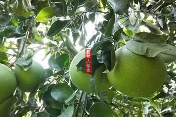 泰国红宝石柚子价格多少钱一斤
