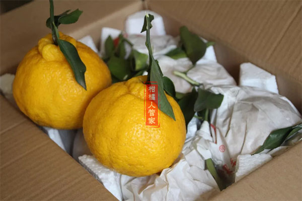 柠檬丑橘是什么品种