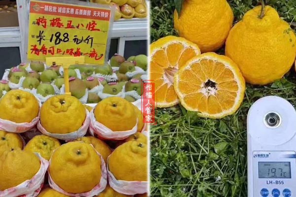 柠檬丑橘多少钱一斤
