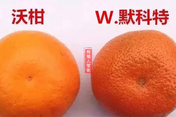 种w默科特上当了