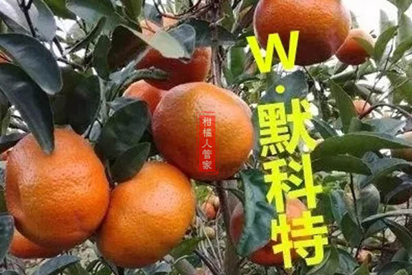 茂谷柑是默科特吗