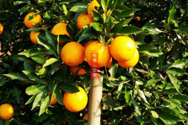 长叶香橙产量高吗