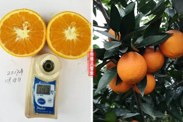 长叶香橙含糖量