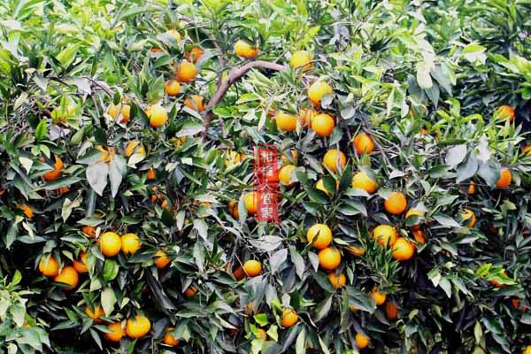 长叶香橙能在浙江宁波种吗