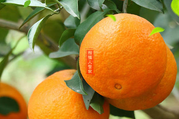 果冻橙是热性还是凉性水果