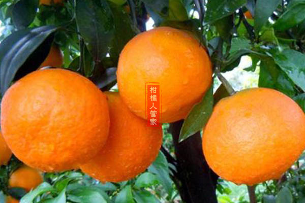 果冻橙能保存多久
