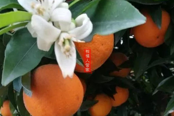 长叶香橙种植技术