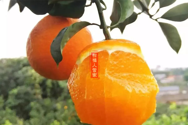 四川果冻橙什么地方最好吃