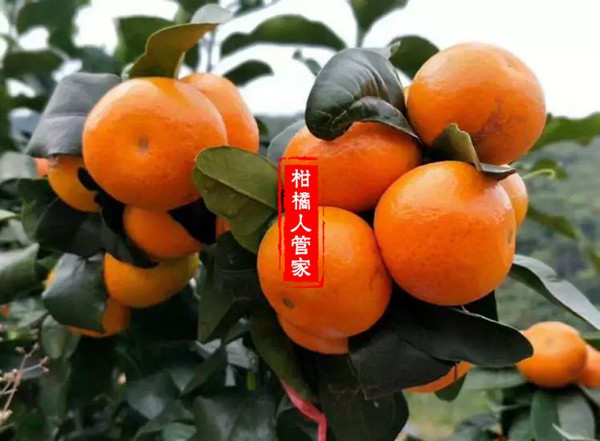 沃柑枳壳砧木香橙区别