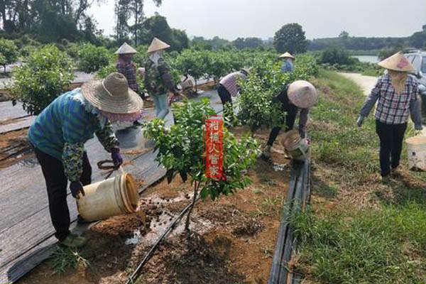 沃柑第三年树的肥料